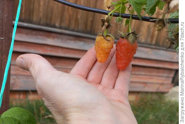 Оранжевое чудо