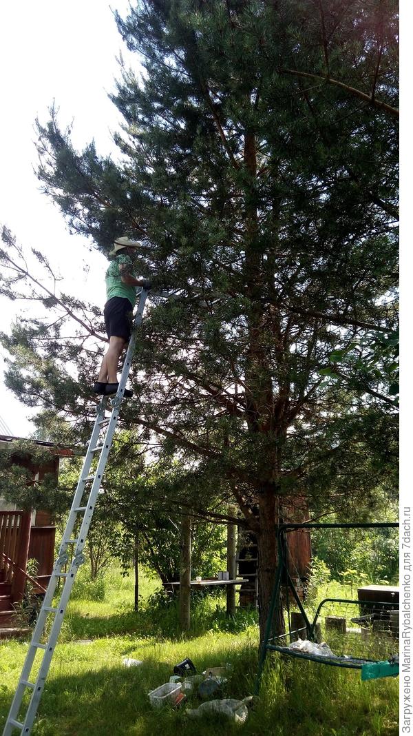 процесс обрезки сосны с лестницы.