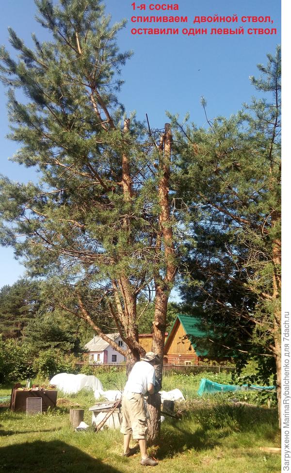 укорачивали сосну с двойным стволом. Второй ствол муж как раз обрезает цепной пилой.