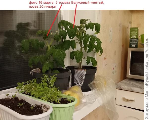 16 марта, уже в больших горшках по 5 литров