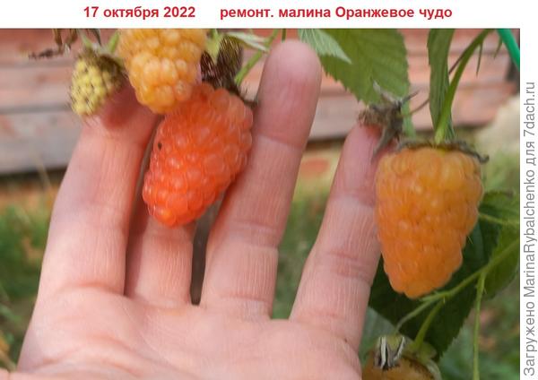 Малина Оранжевое чудо