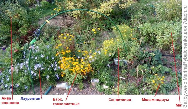 Лаурентия левее с голубыми цветочками