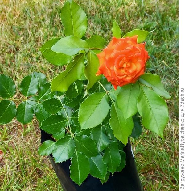 Новая розочка