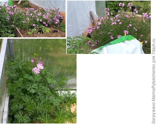 Хатьма ? родственник мальвы