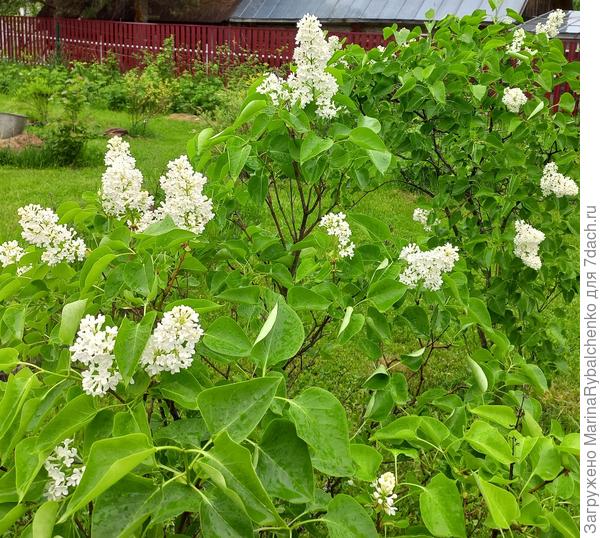 Сирень в июне