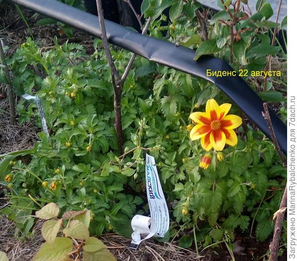 Биденс крупный цветок