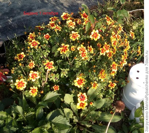 Биденс - цветок с резными листочками