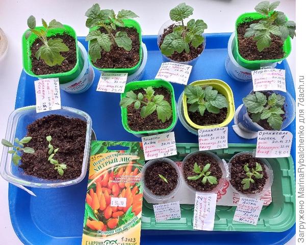 Томаты горшечные и 1 перец