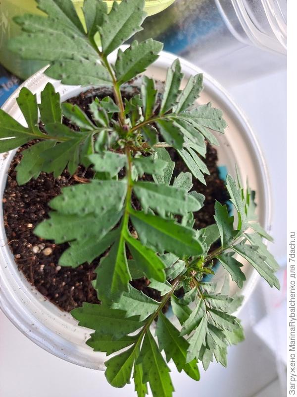 Бархатцы с бутоном )