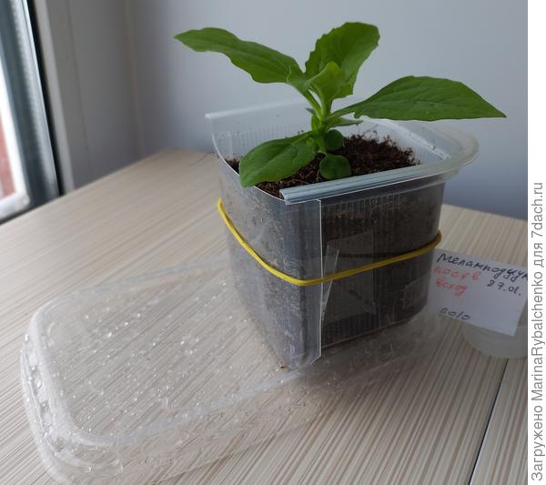 Меламподиум