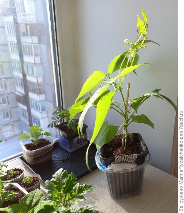 Фасоль сакса