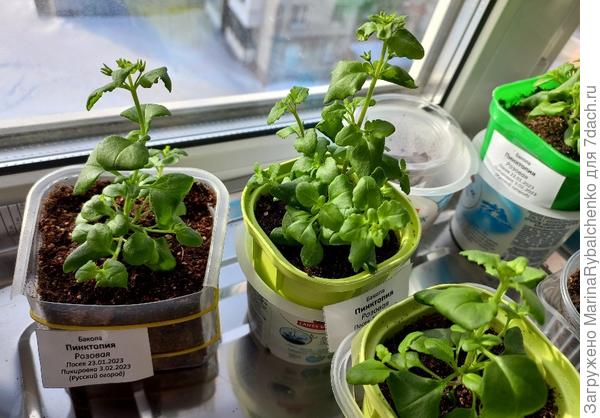 Бакопа Пинктопия с бутонами