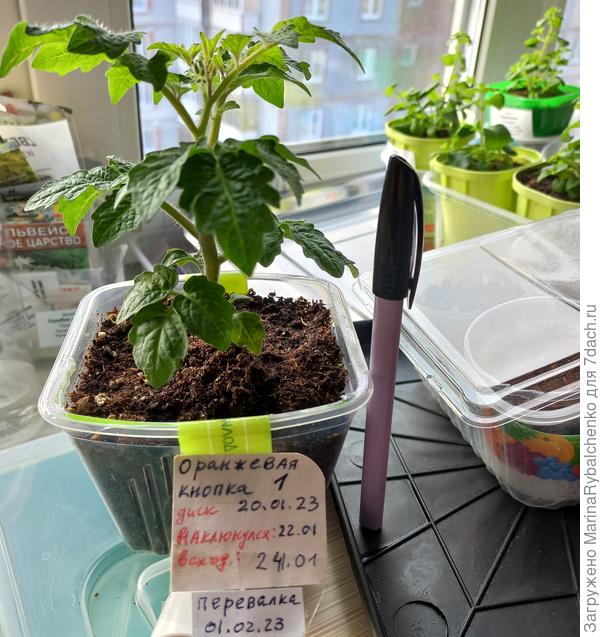 Томат Оранж. кнопка