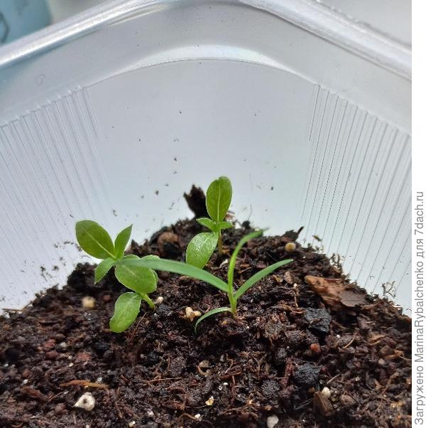 Флокс друмм. и пырей