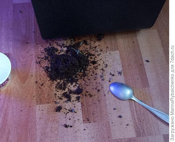 Перчик выжил!