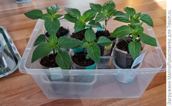 Удобный контейнер, можно возить в машине с закрытой крышкой.