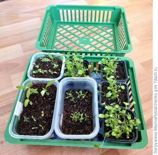 Лоток для луковичных, справа в черных горшочках - лобелия.