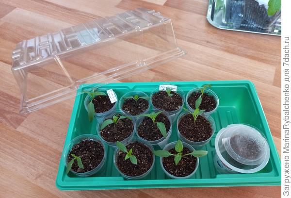 Тепличка хлипкая