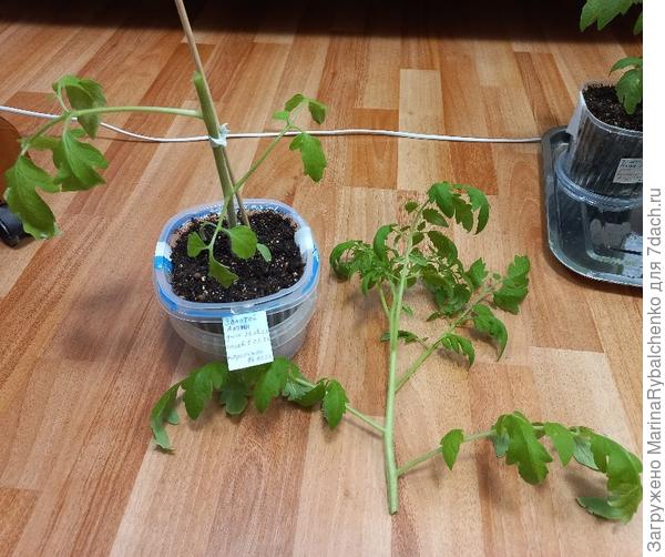 Теперь их двое! Буду укоренять.