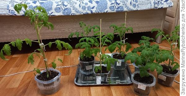 Слева томат был...