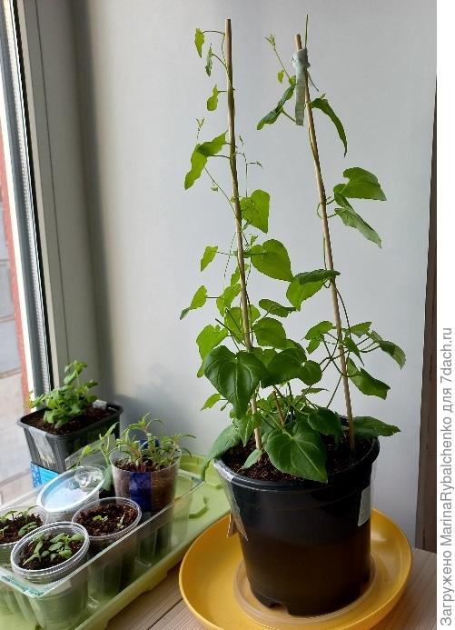 Азарина в большом горшке. Прищипываю регулярно.