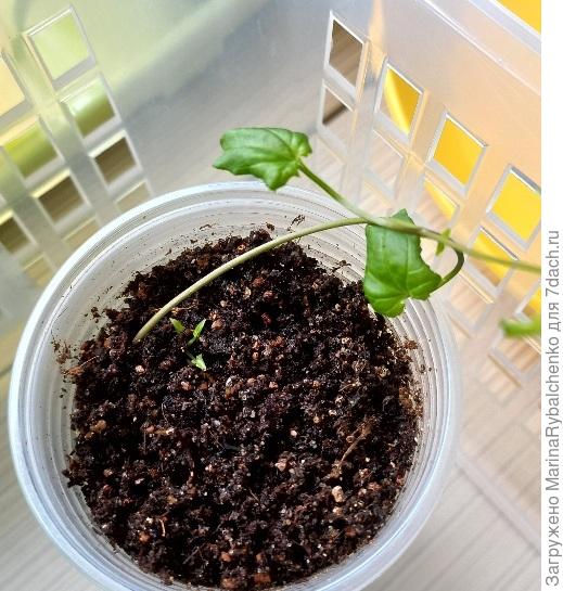 Черенок укоренился