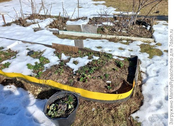 Клубника оттаивает