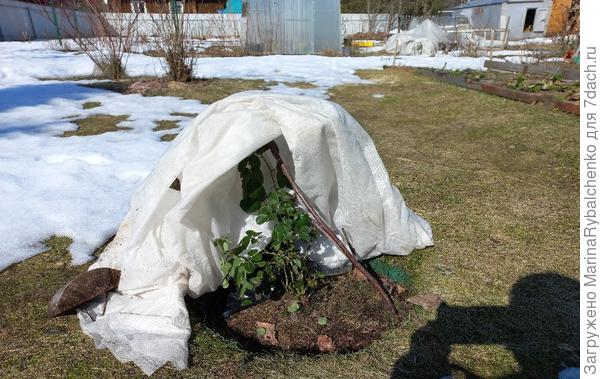 Роза под укрывным с зелёной листвой.