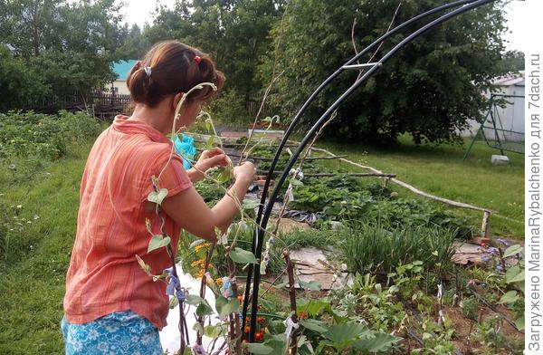 27 июля, закрепила ипомею на арке