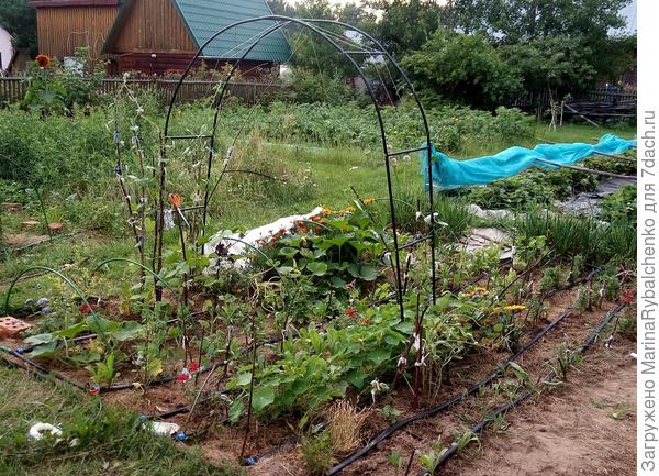 27 июля, ипомея на арке едва видна