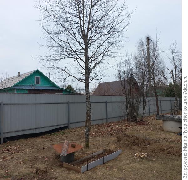 Дуб и грядка для малины.