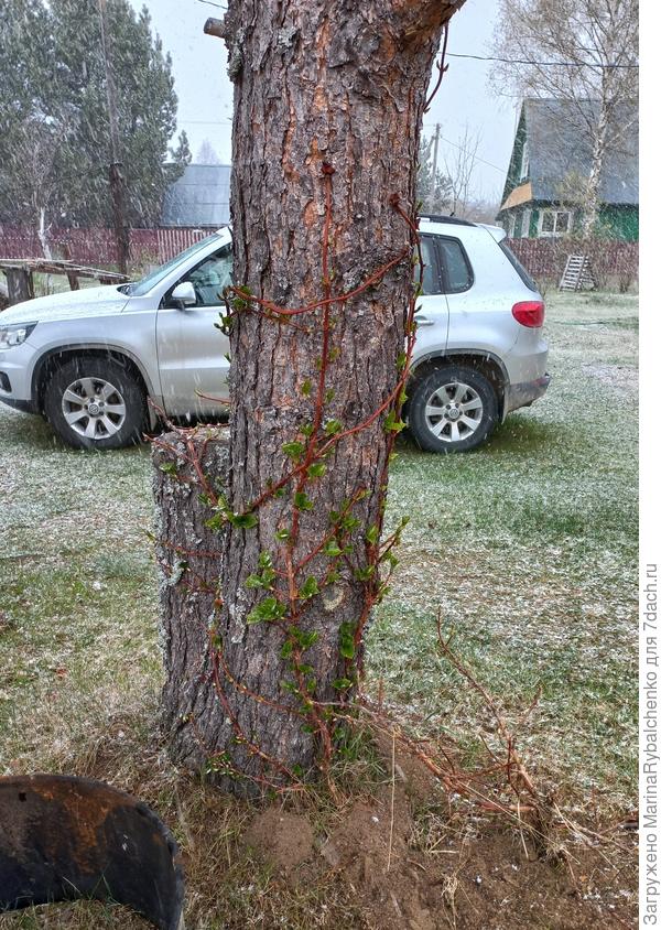 Черешковая гортензия