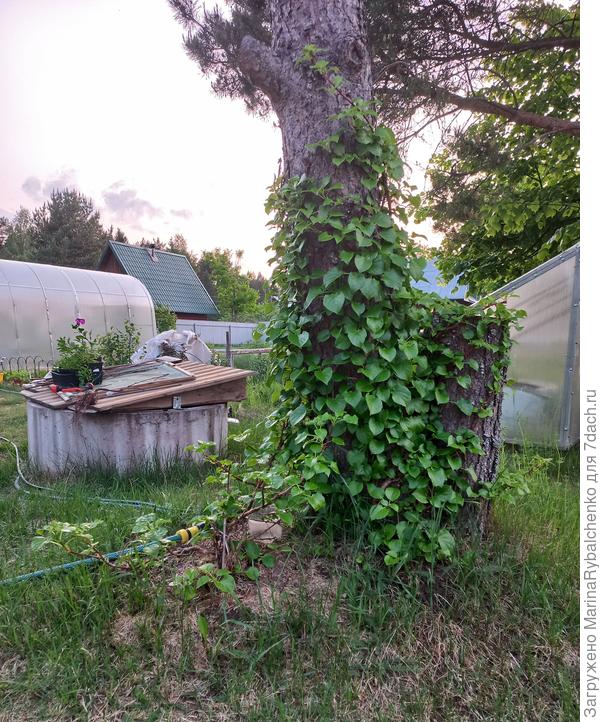 Гортензия черешковая плетется по сосне