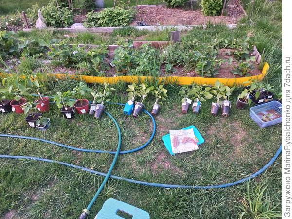 Перцы ждут очередь на посадку в теплицу