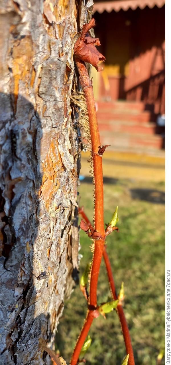 Побег присосками-корнями крепится к стволу сосны