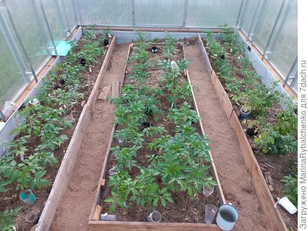 В теплице сейчас так, много лишнего высажу в грунт