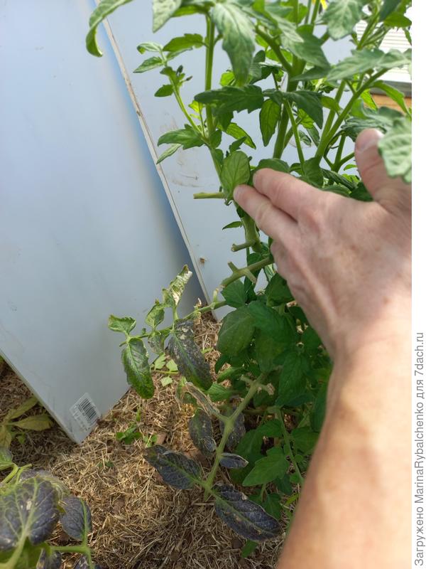 Видны черенки обрезанных листьев