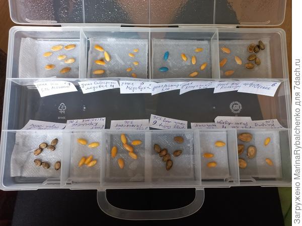 Семена замочены