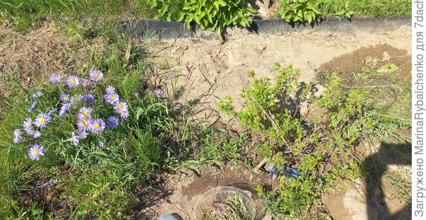 Астра альпийская, справа лапчатка