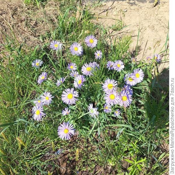 Астра альпийская
