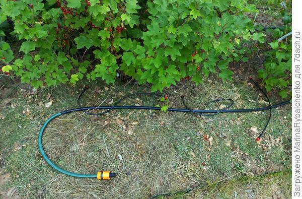 Шланг с капельницами на грядке под смородиной