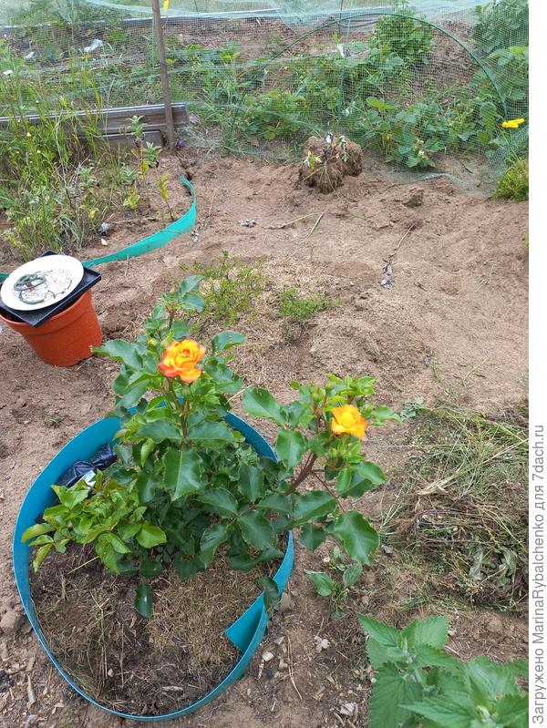 Роза спрей Клементина