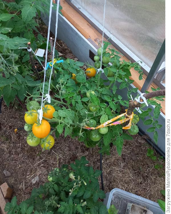 Жёлтые Золотой Алтын