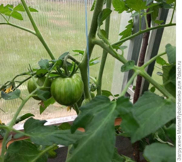 Полосатый Толстый боцман наливается