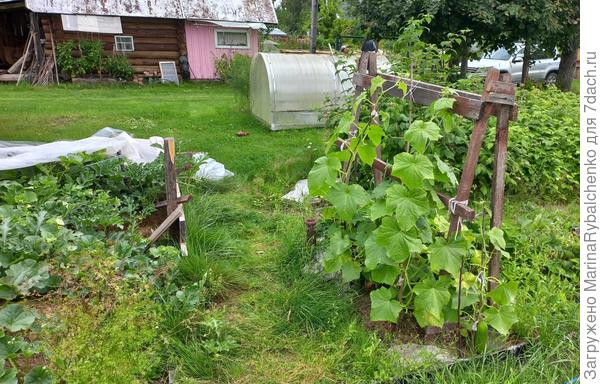 Огурцы на шпалере, рядом с арбузами
