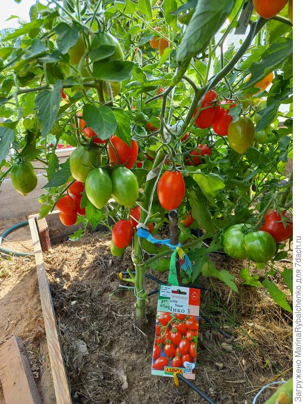 Томат Чико итальянский, сорт для вяления.