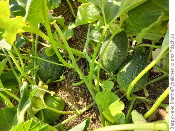 Дыни маленькие, видны 4 штуки