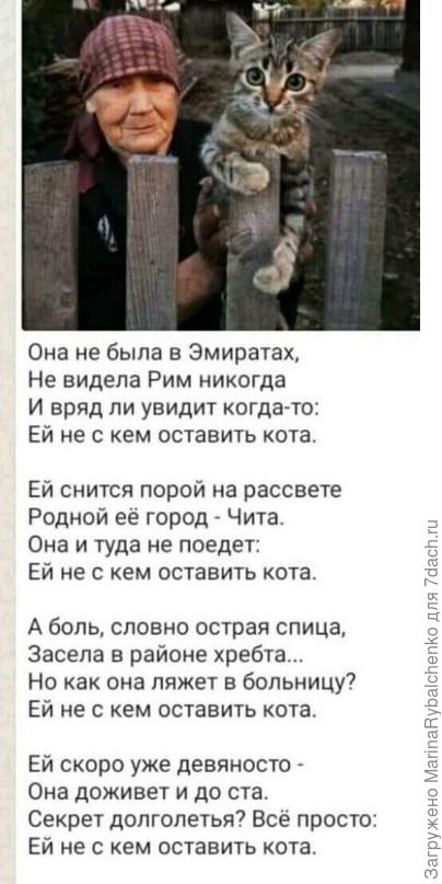 Про кота: стихи