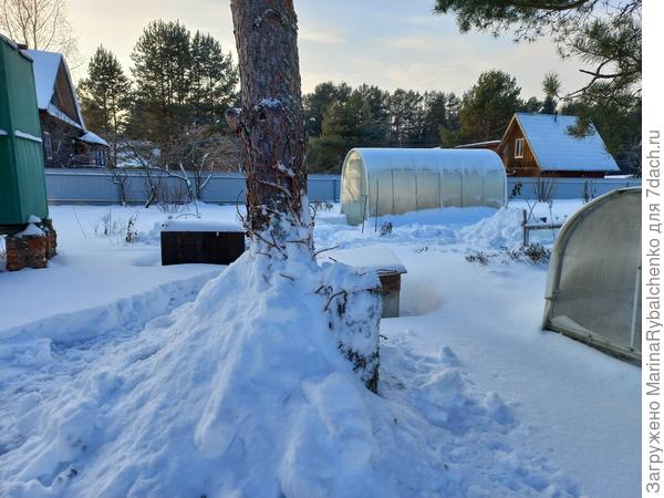 В сугробе под сосной гортензия черешковая