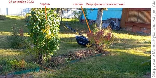 Спирея макрофила сентябрь